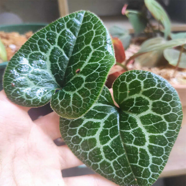 龜紋細辛 Asarum "moire" (Asarum sp.)：圖片 3