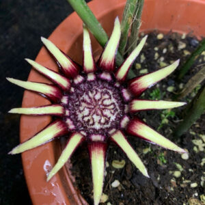 春秀蜘蛛抱蛋 Aspidistra chunxiuensis