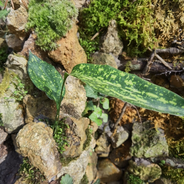 蜘蛛抱蛋 Cast Iron Plant (Aspidistra elatior Blume)