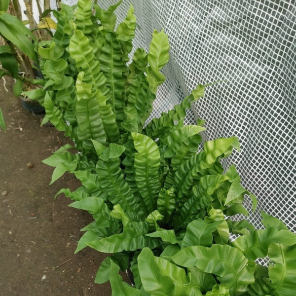 鳥巢蕨 Asplenium nidus 'Crispy Wave'：圖片 3