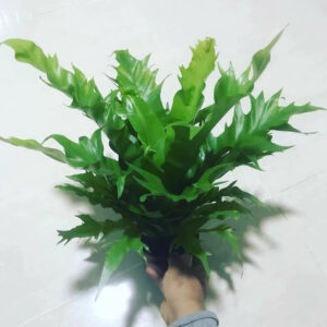 維納斯鳥巢蕨 Asplenium nidus 'Dakila'