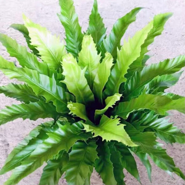 維也納鳥巢蕨 Asplenium nidus ssp. Vienna：圖片 2