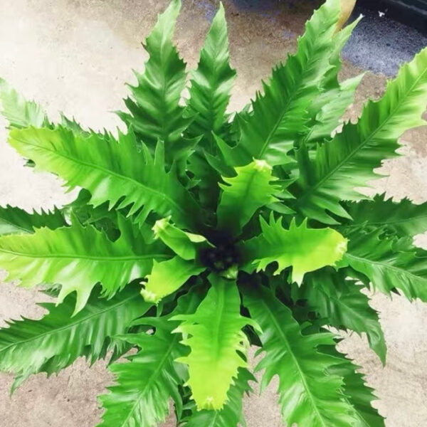 維也納鳥巢蕨 Asplenium nidus ssp. Vienna