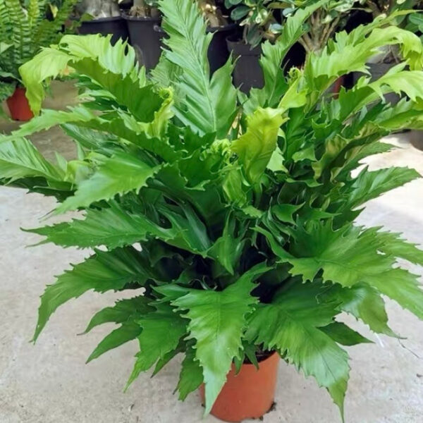 維也納鳥巢蕨 Asplenium nidus ssp. Vienna：圖片 3