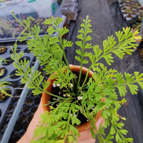 長葉鐵角蕨 Asplenium prolongatum