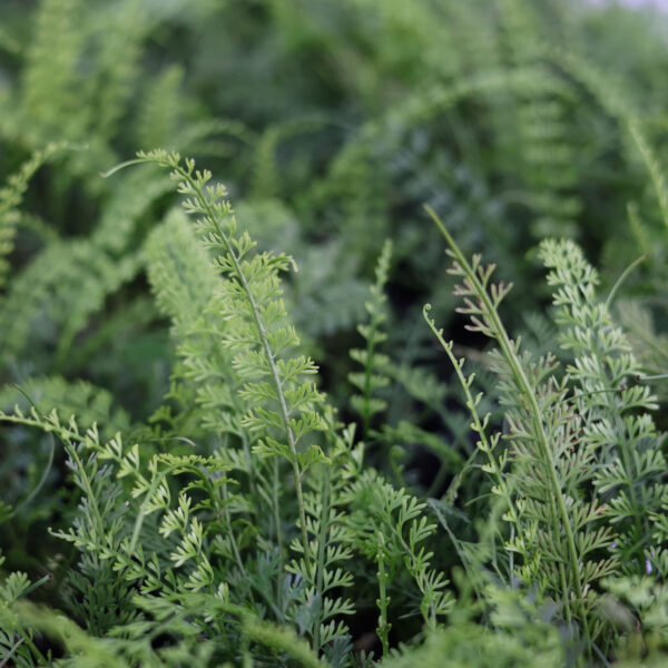 長葉鐵角蕨 Asplenium prolongatum：圖片 2