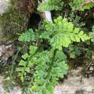 鐵角蕨 Asplenium trichomanes
