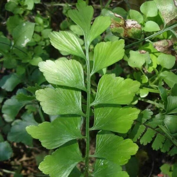 綠柄鐵角蕨 Asplenium viride