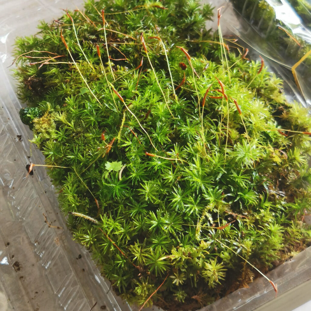 仙鶴蘚 Atrichum undulatum