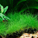 迷你牛毛 Eleocharis yokoscensis