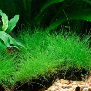 迷你牛毛 Eleocharis yokoscensis