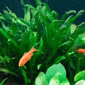 細葉鐵皇冠 Microsorum pteropus 'Narrow'