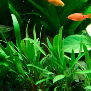 泰國青椒 (無菌)