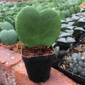 心葉毬蘭 (一片心)