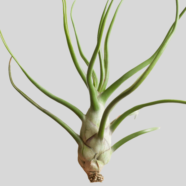 泡狀鐵蘭, 泡狀空鳳 Tillandsia bulbosa：圖片 2