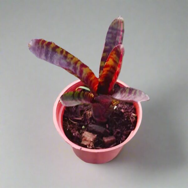 五彩鳳梨屬 Bam (Bromeliad Neoregelia)：圖片 2