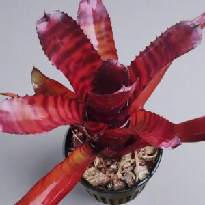 五彩鳳梨屬 Bam (Bromeliad Neoregelia)