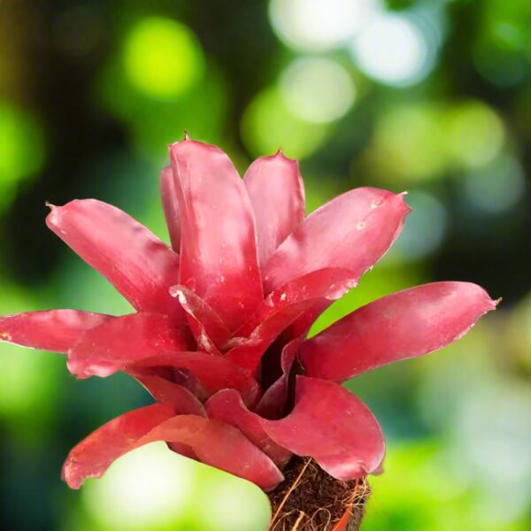 五彩鳳梨屬 Bavid Red (Bromeliad Neoregelia)：圖片 2