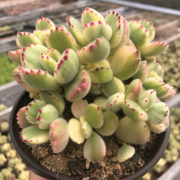 熊童子 Bear's Paw (Cotyledon tomentosa) (直徑3-4cm)：圖片 2