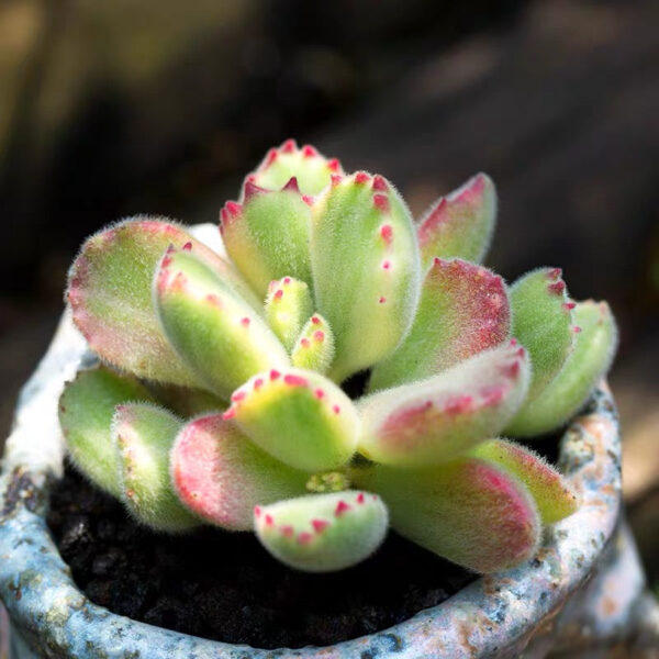 熊童子 Bear's Paw (Cotyledon tomentosa) (直徑3-4cm)