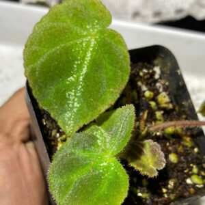 羅城秋海棠 Begonia luochengensis