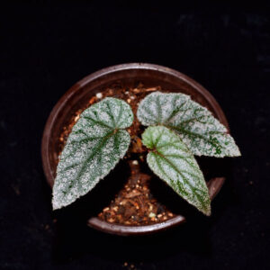 無翅秋海棠 Begonia Acetosella Craib