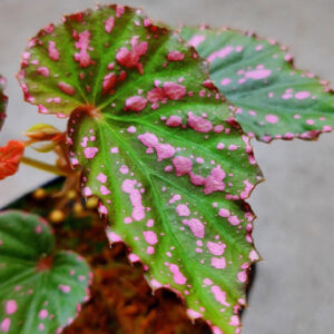 秋海棠 Begonia bengohensis