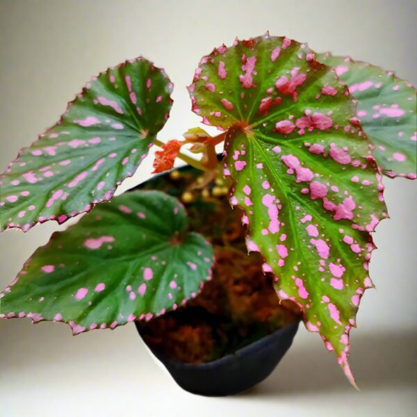 秋海棠 Begonia bengohensis：圖片 2