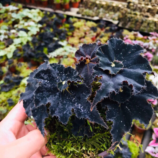 黑曼巴秋海棠  Black Mamba Begonia (Begonia 'Black Mamba')