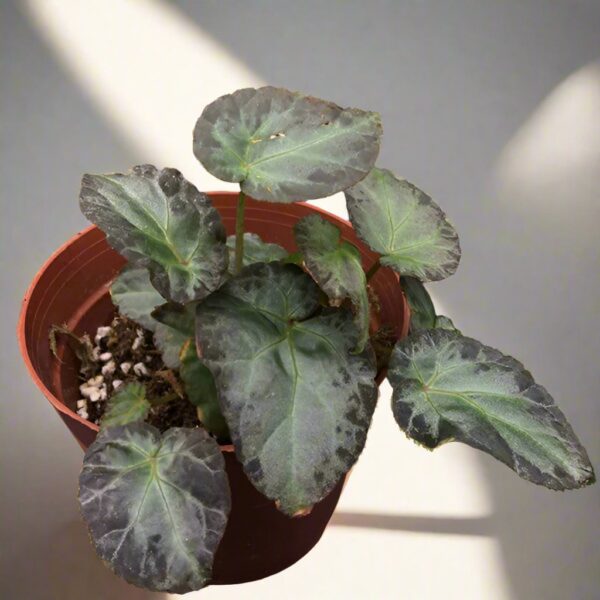 伯基爾秋海棠 Begonia burkillii