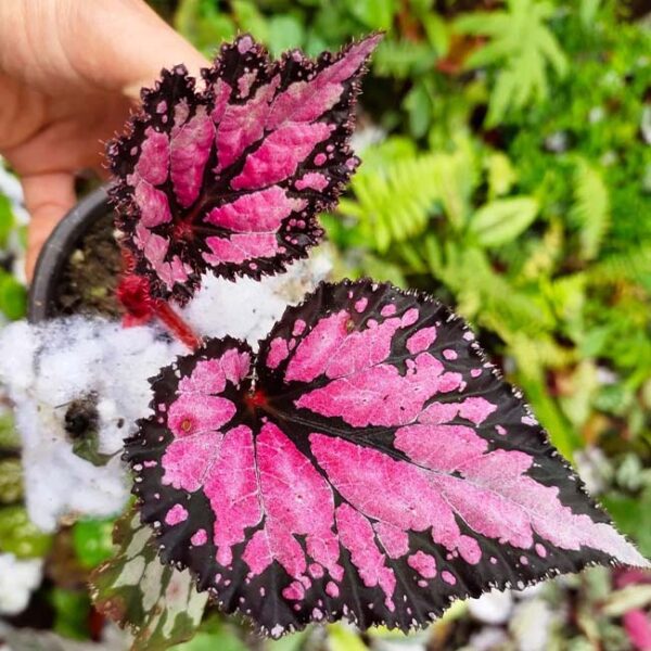 蝶紋秋海棠 Begonia 'Butterfly pattern' (Begonia sp.)：圖片 4