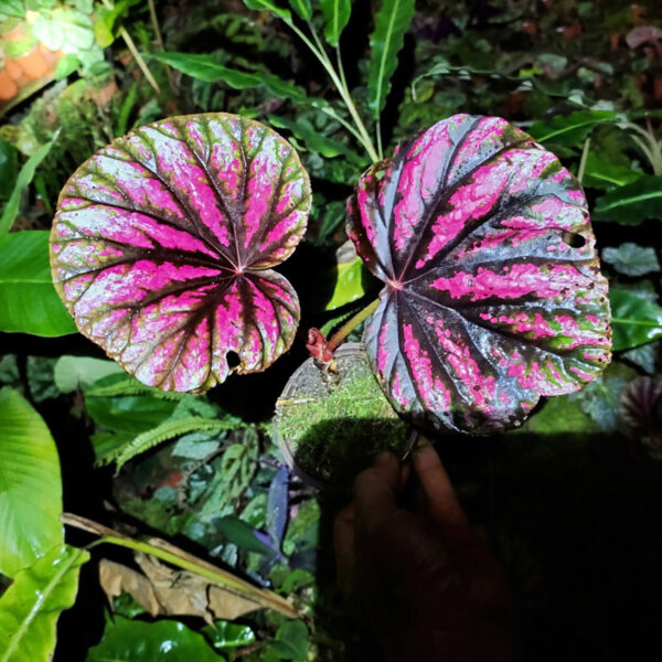 糖果秋海棠 Begonia 'Candy Stripes'