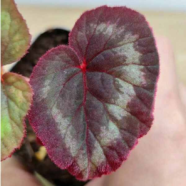 花葉秋海棠 Begonia cathayana：圖片 4