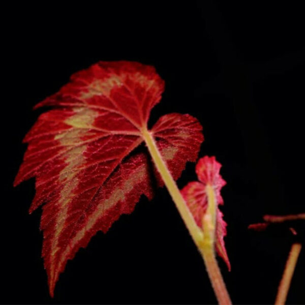 花葉秋海棠 Begonia cathayana：圖片 5