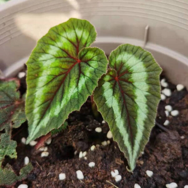 花葉秋海棠 Begonia cathayana：圖片 7