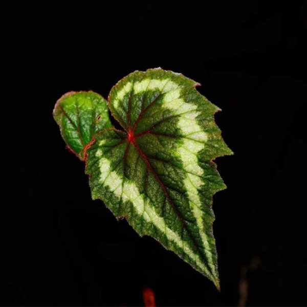 花葉秋海棠 Begonia cathayana：圖片 6