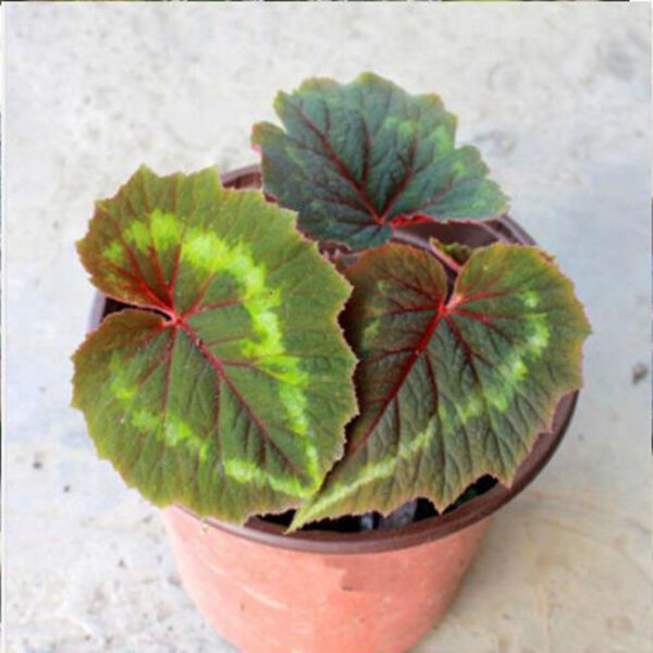 花葉秋海棠 Begonia cathayana：圖片 2