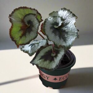 蝸牛秋海棠 Begonia 'escargot'