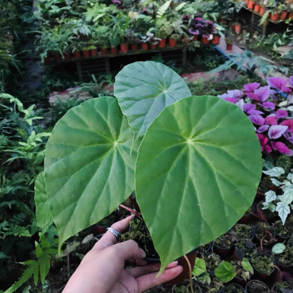 昌感秋海棠 Begonia cavaleriei