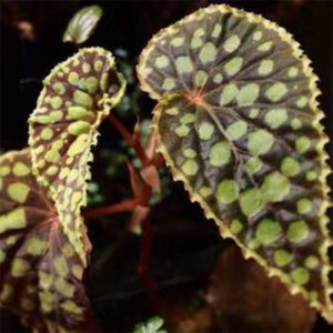 綠泡秋海棠 Begonia chlorosticta - Red Form