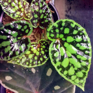 黑底綠泡秋海棠 Begonia Chlorosticta Black Leaf