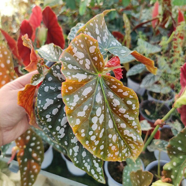 紅花秋海棠 Begonia coccinea：圖片 2