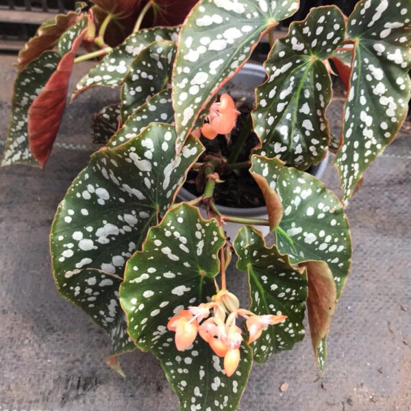 紅花秋海棠 Begonia coccinea：圖片 7