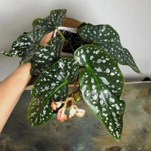 紅花秋海棠 Begonia coccinea