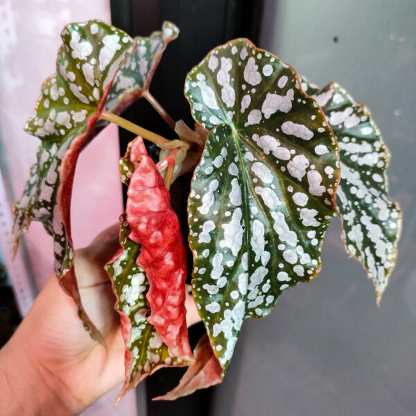 紅花秋海棠 Begonia coccinea：圖片 6