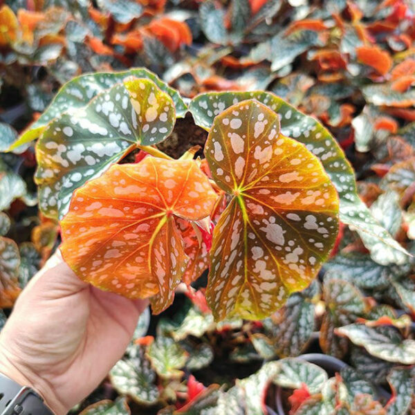 紅花秋海棠 Begonia coccinea：圖片 3