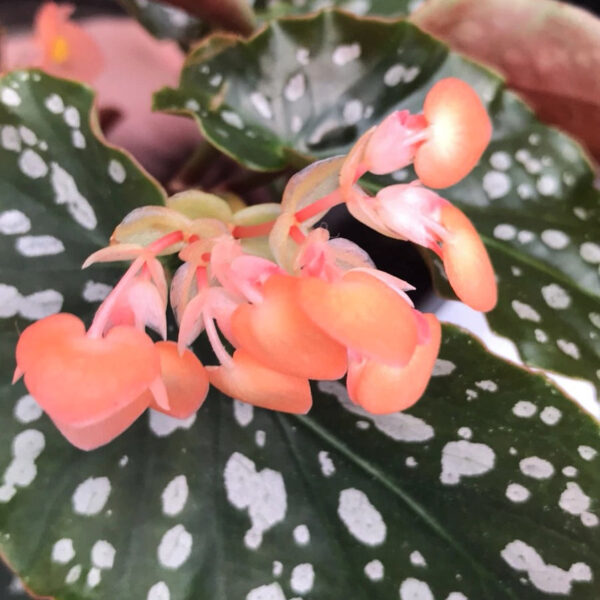 紅花秋海棠 Begonia coccinea：圖片 5