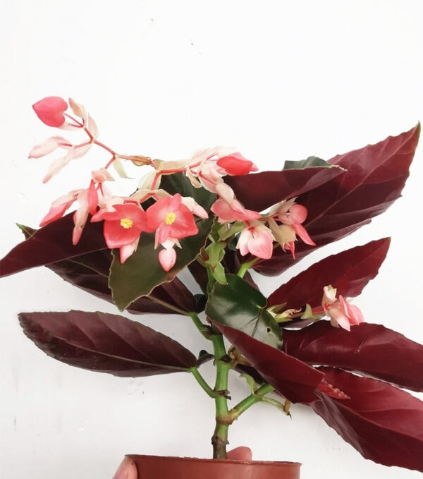 大紅秋海棠 Begonia coccinea 'pinafore'：圖片 2