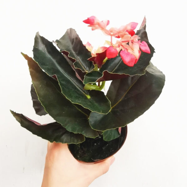 大紅秋海棠 Begonia coccinea 'pinafore'：圖片 3
