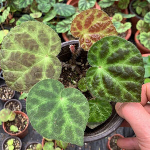 彎果秋海棠 Begonia Curvicarpa